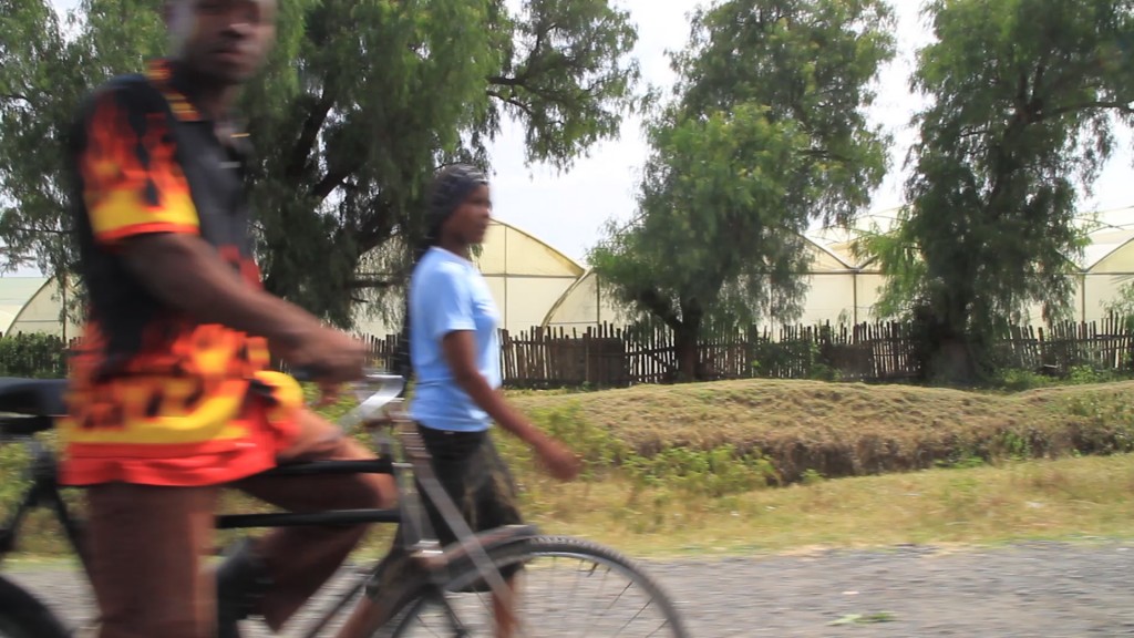 Trabajadores camino de la plantación